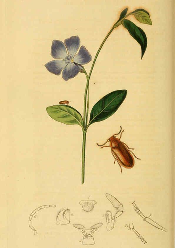 Reproducción/Reproduction 6022430142: British entomology. v.2 London,Printed for the author,1823-40