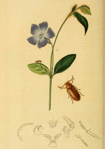 Reproducción/Reproduction 6022430142: British entomology. v.2 London,Printed for the author,1823-40