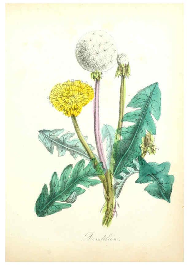 Reproducción/Reproduction 6022336496: The American flora. v.1 New York :Hull & Spencer,1855