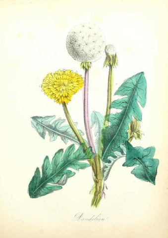 Reproducción/Reproduction 6022336496: The American flora. v.1 New York :Hull & Spencer,1855