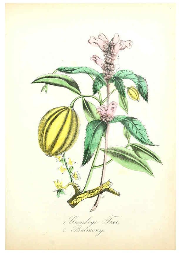 Reproducción/Reproduction 6022337278: The American flora. v.1 New York :Hull & Spencer,1855