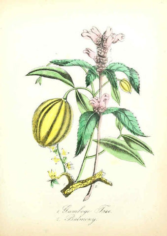 Reproducción/Reproduction 6022337278: The American flora. v.1 New York :Hull & Spencer,1855