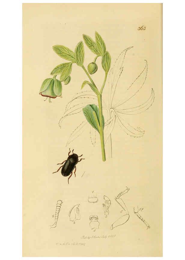 Reproducción/Reproduction 6022423376: British entomology. v.2 London,Printed for the author,1823-40