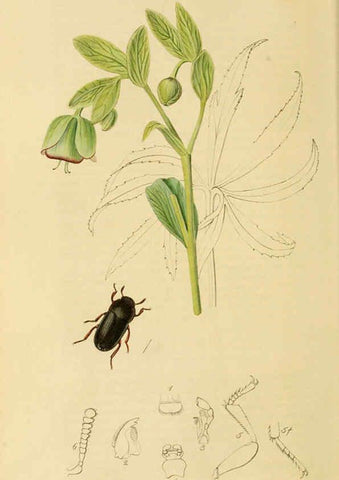 Reproducción/Reproduction 6022423376: British entomology. v.2 London,Printed for the author,1823-40
