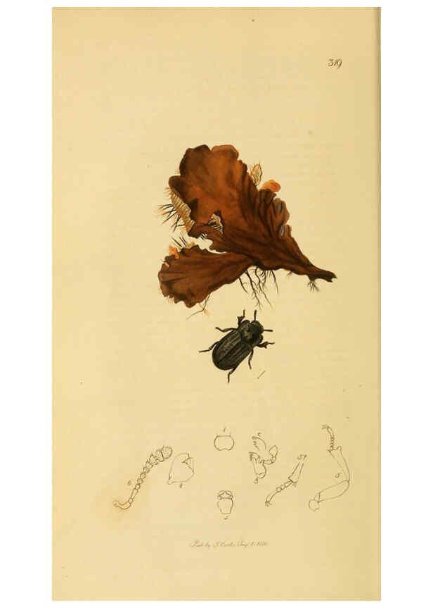 Reproducción/Reproduction 6021867787: British entomology. v.2 London,Printed for the author,1823-40