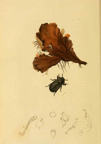 Reproducción/Reproduction 6021867787: British entomology. v.2 London,Printed for the author,1823-40