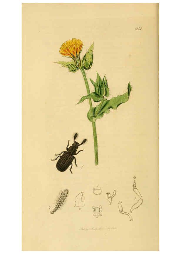 Reproducción/Reproduction 6021868057: British entomology. v.2 London,Printed for the author,1823-40