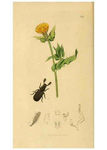 Reproducción/Reproduction 6021868057: British entomology. v.2 London,Printed for the author,1823-40