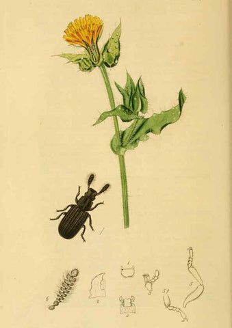 Reproducción/Reproduction 6021868057: British entomology. v.2 London,Printed for the author,1823-40