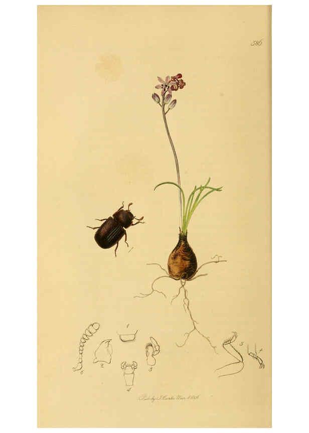 Reproducción/Reproduction 6021868343: British entomology. v.2 London,Printed for the author,1823-40