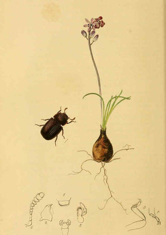 Reproducción/Reproduction 6021868343: British entomology. v.2 London,Printed for the author,1823-40