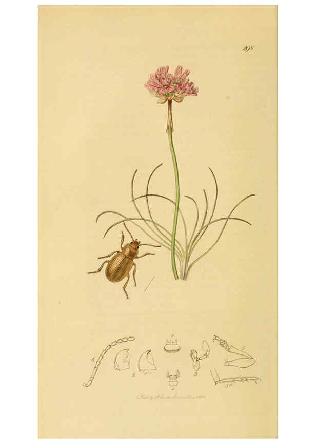 Reproducción/Reproduction 6022425040: British entomology. v.2 London,Printed for the author,1823-40