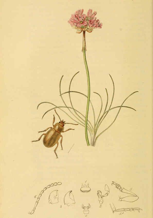 Reproducción/Reproduction 6022425040: British entomology. v.2 London,Printed for the author,1823-40