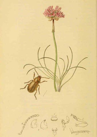 Reproducción/Reproduction 6022425040: British entomology. v.2 London,Printed for the author,1823-40