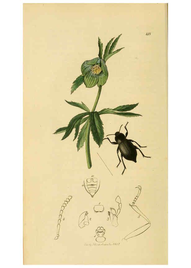 Reproducción/Reproduction 6022425296: British entomology. v.2 London,Printed for the author,1823-40
