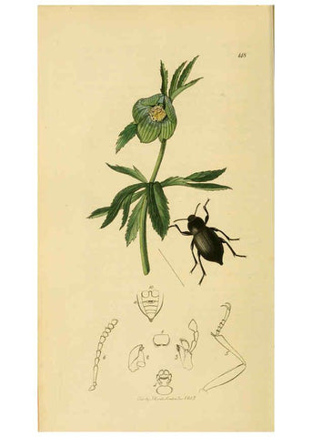 Reproducción/Reproduction 6022425296: British entomology. v.2 London,Printed for the author,1823-40
