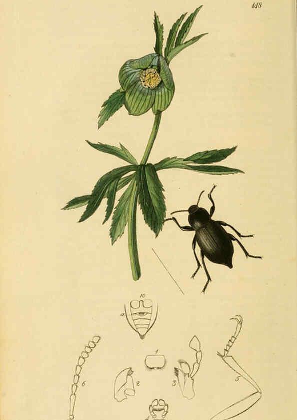Reproducción/Reproduction 6022425296: British entomology. v.2 London,Printed for the author,1823-40