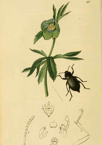 Reproducción/Reproduction 6022425296: British entomology. v.2 London,Printed for the author,1823-40