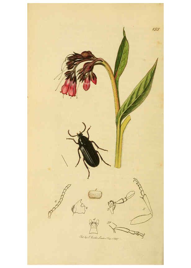 Reproducción/Reproduction 6021869563: British entomology. v.2 London,Printed for the author,1823-40