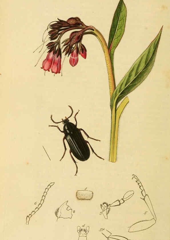 Reproducción/Reproduction 6021869563: British entomology. v.2 London,Printed for the author,1823-40