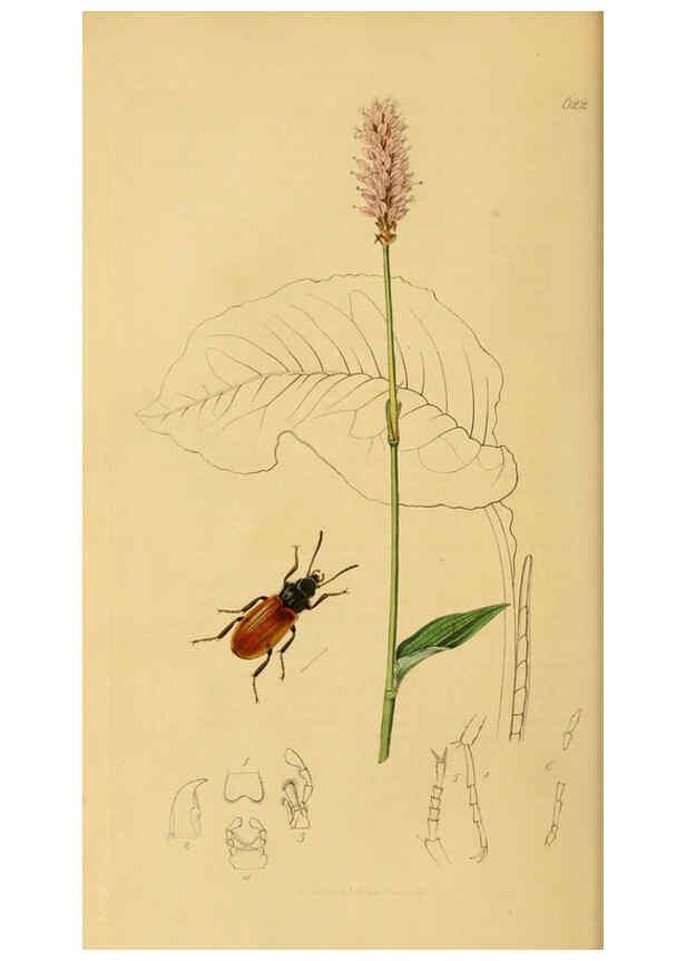 Reproducción/Reproduction 6022426160: British entomology. v.2 London,Printed for the author,1823-40