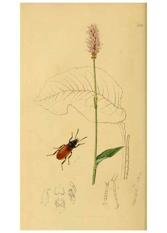 Reproducción/Reproduction 6022426160: British entomology. v.2 London,Printed for the author,1823-40