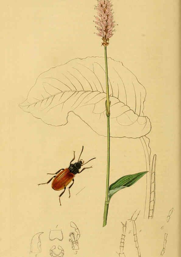 Reproducción/Reproduction 6022426160: British entomology. v.2 London,Printed for the author,1823-40