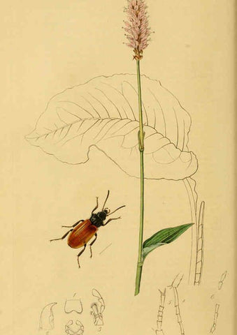 Reproducción/Reproduction 6022426160: British entomology. v.2 London,Printed for the author,1823-40
