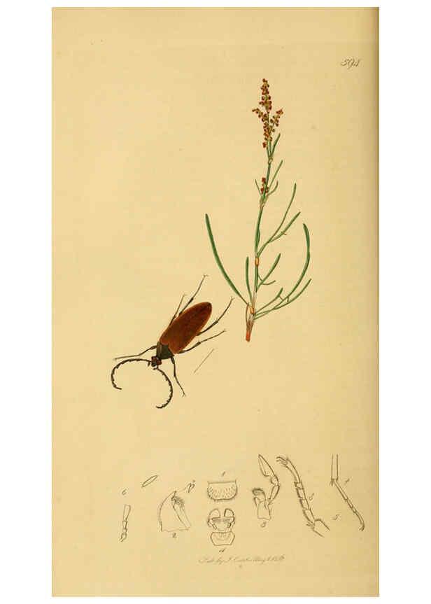 Reproducción/Reproduction 6022426588: British entomology. v.2 London,Printed for the author,1823-40