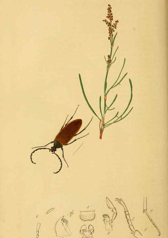 Reproducción/Reproduction 6022426588: British entomology. v.2 London,Printed for the author,1823-40