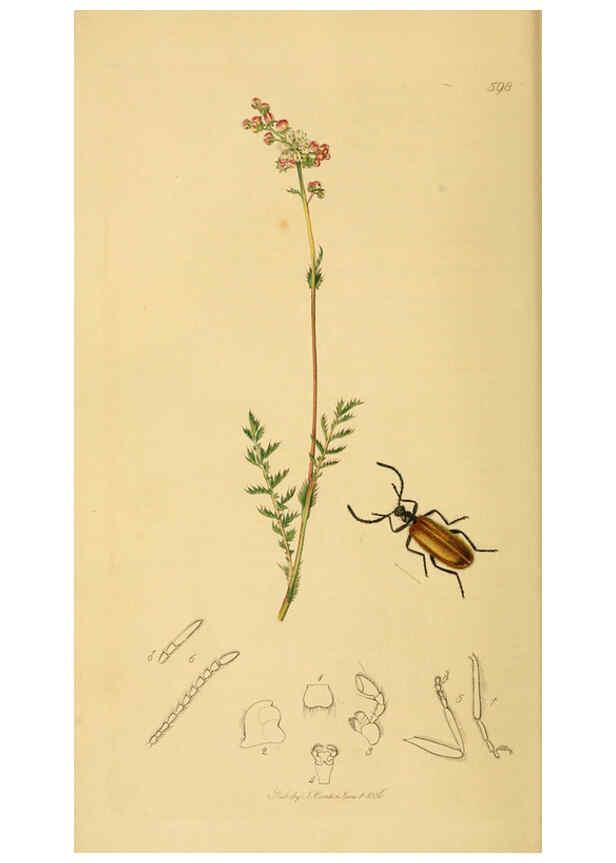 Reproducción/Reproduction 6022426906: British entomology. v.2 London,Printed for the author,1823-40