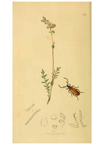 Reproducción/Reproduction 6022426906: British entomology. v.2 London,Printed for the author,1823-40