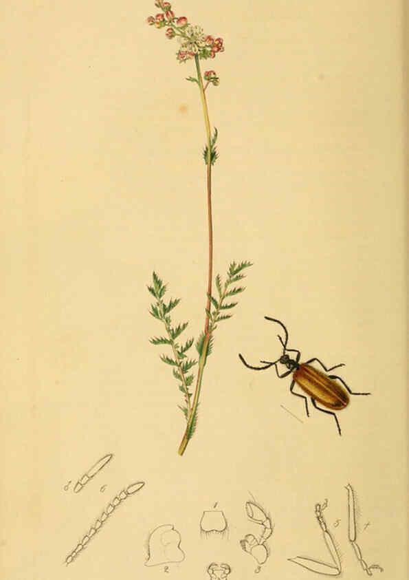 Reproducción/Reproduction 6022426906: British entomology. v.2 London,Printed for the author,1823-40