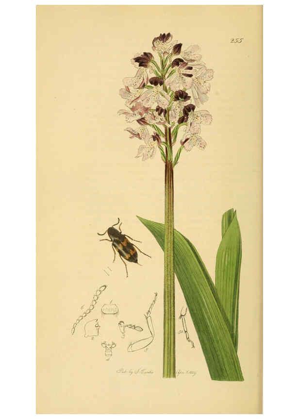 Reproducción/Reproduction 6021870827: British entomology. v.2 London,Printed for the author,1823-40