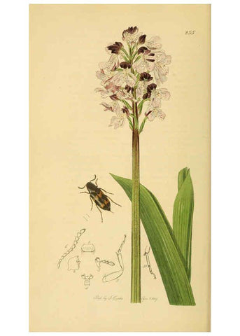 Reproducción/Reproduction 6021870827: British entomology. v.2 London,Printed for the author,1823-40