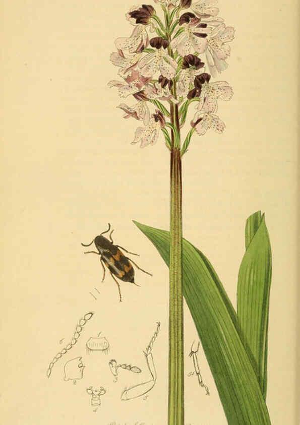 Reproducción/Reproduction 6021870827: British entomology. v.2 London,Printed for the author,1823-40
