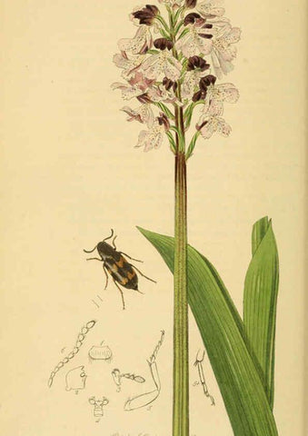 Reproducción/Reproduction 6021870827: British entomology. v.2 London,Printed for the author,1823-40