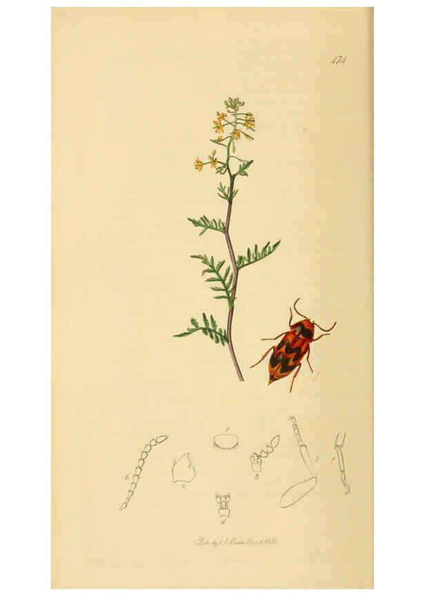 Reproducción/Reproduction 6021871161: British entomology. v.2 London,Printed for the author,1823-40