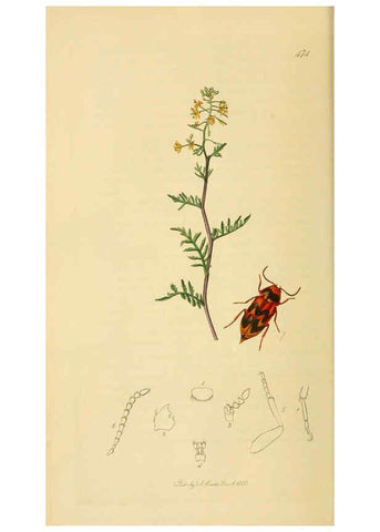 Reproducción/Reproduction 6021871161: British entomology. v.2 London,Printed for the author,1823-40