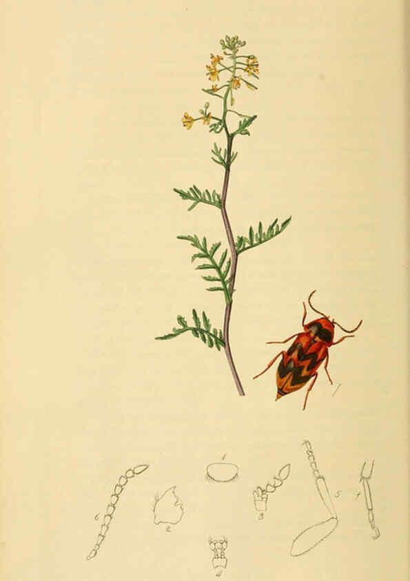 Reproducción/Reproduction 6021871161: British entomology. v.2 London,Printed for the author,1823-40