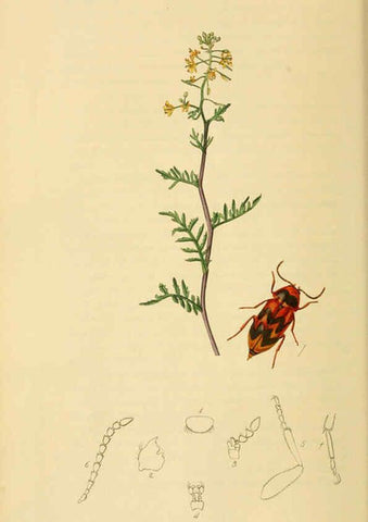 Reproducción/Reproduction 6021871161: British entomology. v.2 London,Printed for the author,1823-40