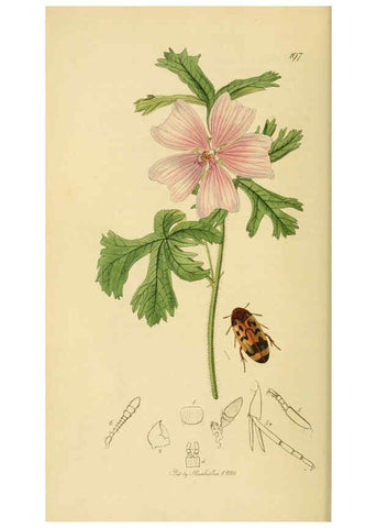 Reproducción/Reproduction 6022427942: British entomology. v.2 London,Printed for the author,1823-40