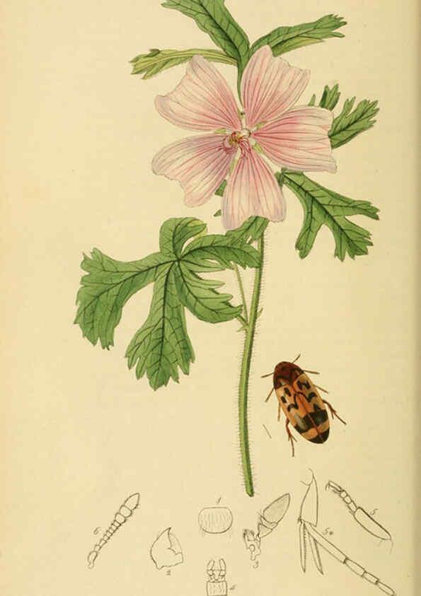 Reproducción/Reproduction 6022427942: British entomology. v.2 London,Printed for the author,1823-40