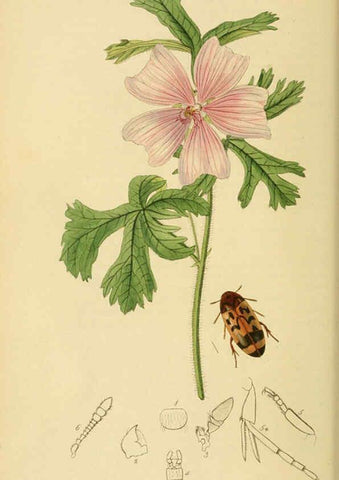 Reproducción/Reproduction 6022427942: British entomology. v.2 London,Printed for the author,1823-40