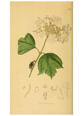 Reproducción/Reproduction 6022428252: British entomology. v.2 London,Printed for the author,1823-40
