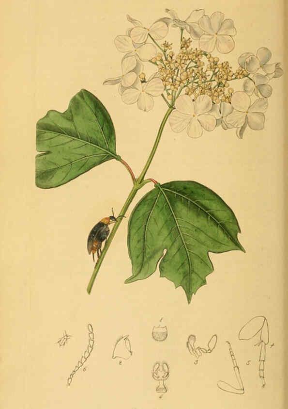 Reproducción/Reproduction 6022428252: British entomology. v.2 London,Printed for the author,1823-40