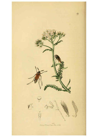 Reproducción/Reproduction 6021872203: British entomology. v.2 London,Printed for the author,1823-40