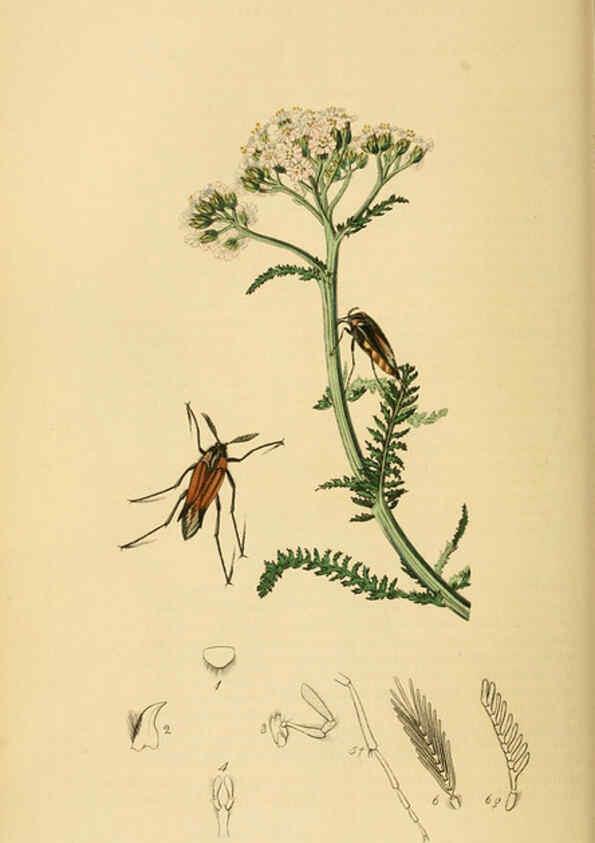 Reproducción/Reproduction 6021872203: British entomology. v.2 London,Printed for the author,1823-40
