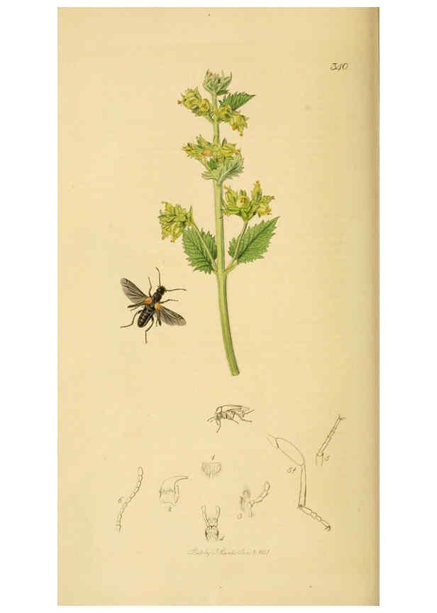 Reproducción/Reproduction 6021872463: British entomology. v.2 London,Printed for the author,1823-40