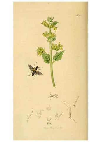 Reproducción/Reproduction 6021872463: British entomology. v.2 London,Printed for the author,1823-40